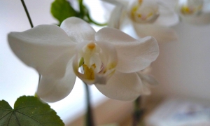 Orchidee Pas1 Bg