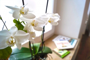 Orchidee Pas2 Bg