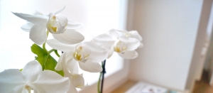 Psychotherapie Orchide Bg